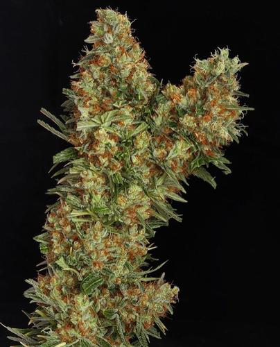 Purple Wreck